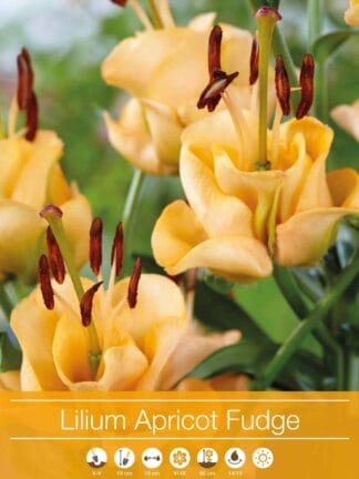Lilium Apricot Fudge