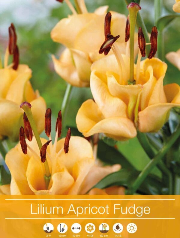 Lilium Apricot Fudge