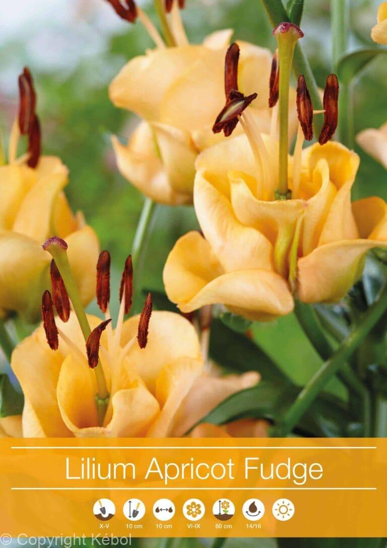 Lilium Apricot Fudge