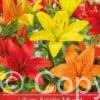Lilium Asiatic Mixed