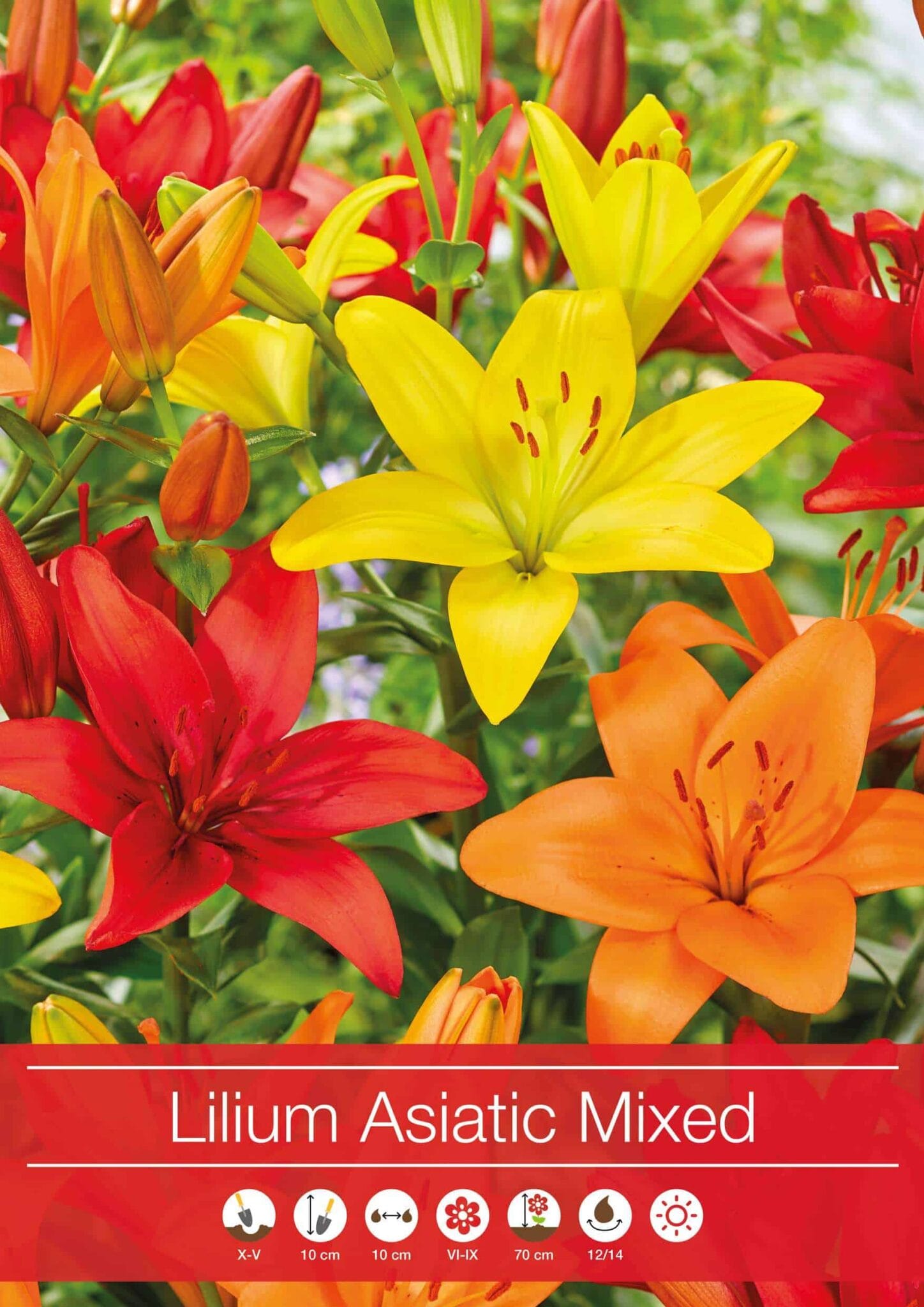Lilium Asiatic Mixed