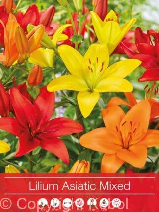 Lilium Asiatic Mixed