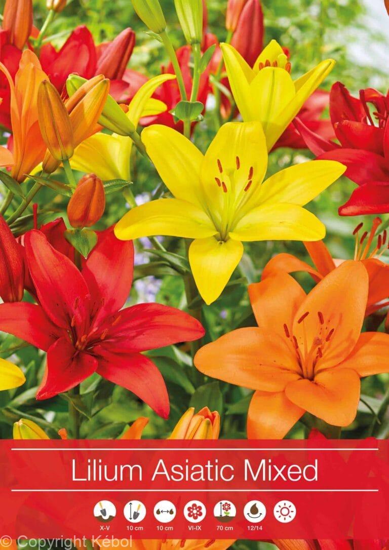 Lilium Asiatic Mixed
