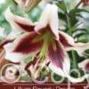 Lilium Beverly Dream