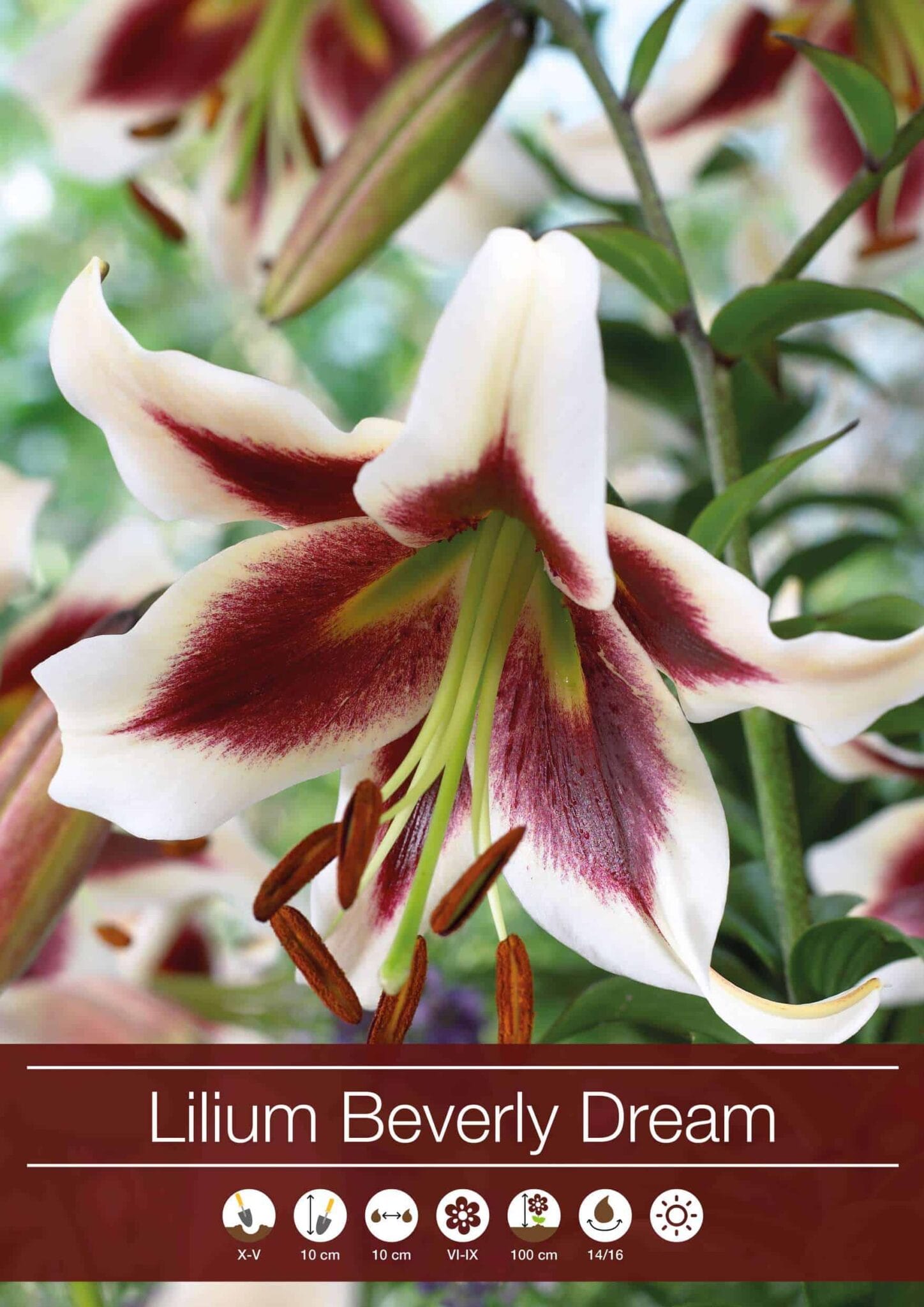 Lilium Beverly Dream