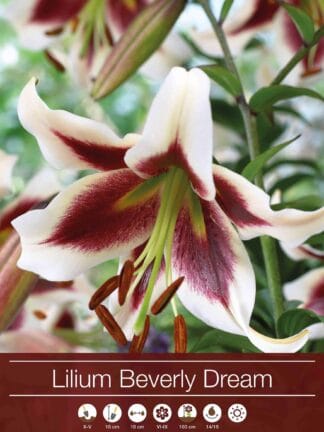 Lilium Beverly Dream
