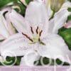 Lilium Brasilia
