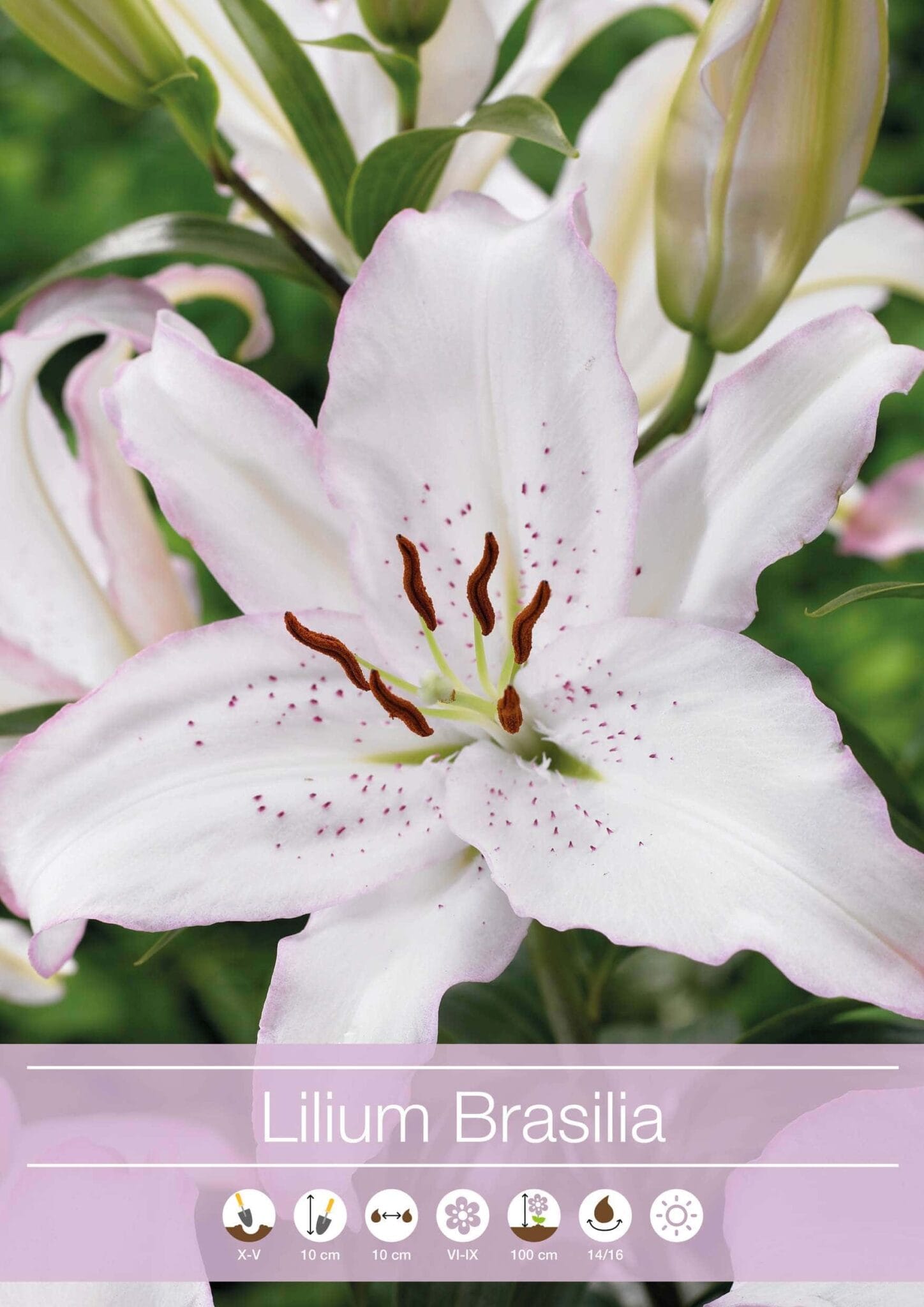 Lilium Brasilia