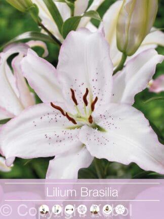 Lilium Brasilia