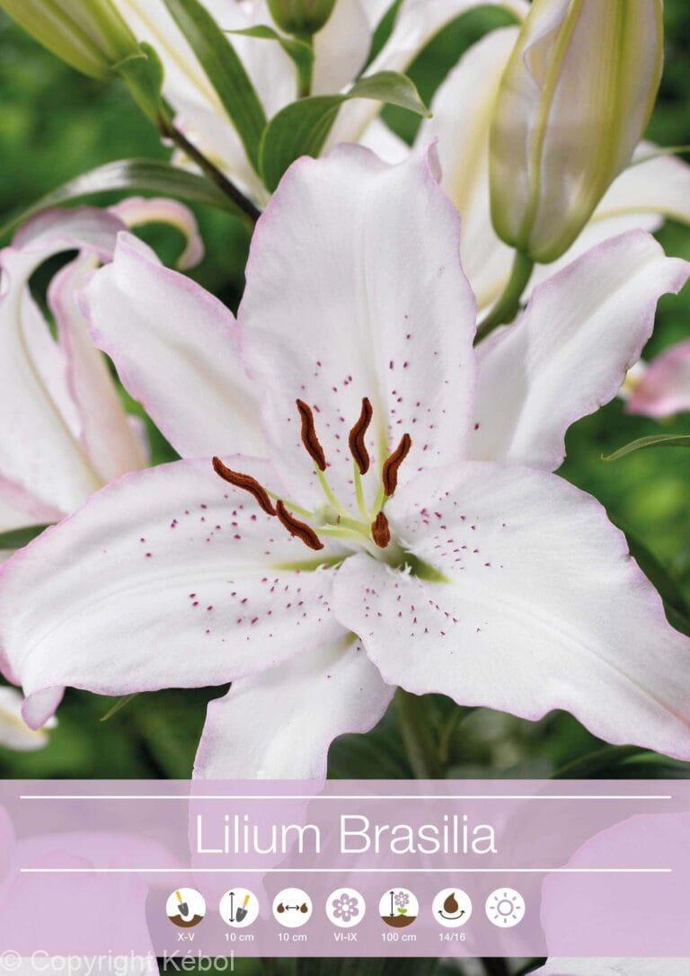 Lilium Brasilia