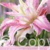 Lilium Broken Heart (Or)