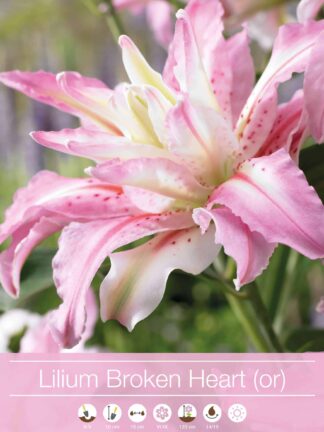 Lilium Broken Heart (Or)