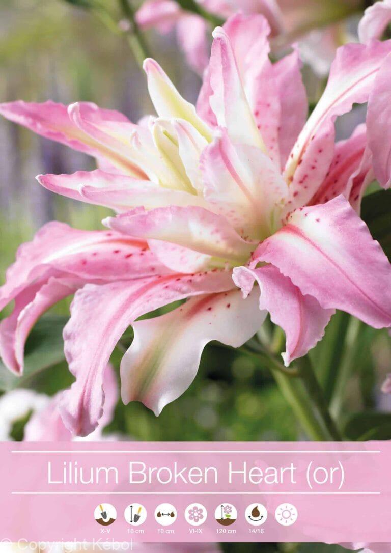 Lilium Broken Heart (Or)