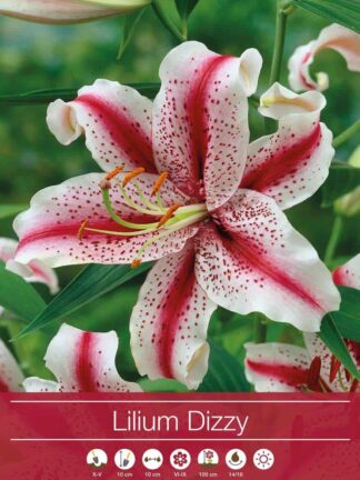 Lilium Dizzy