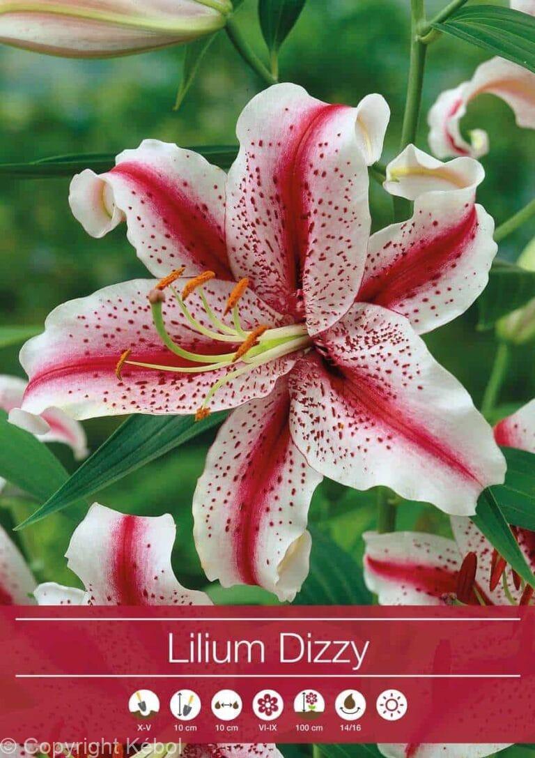Lilium Dizzy