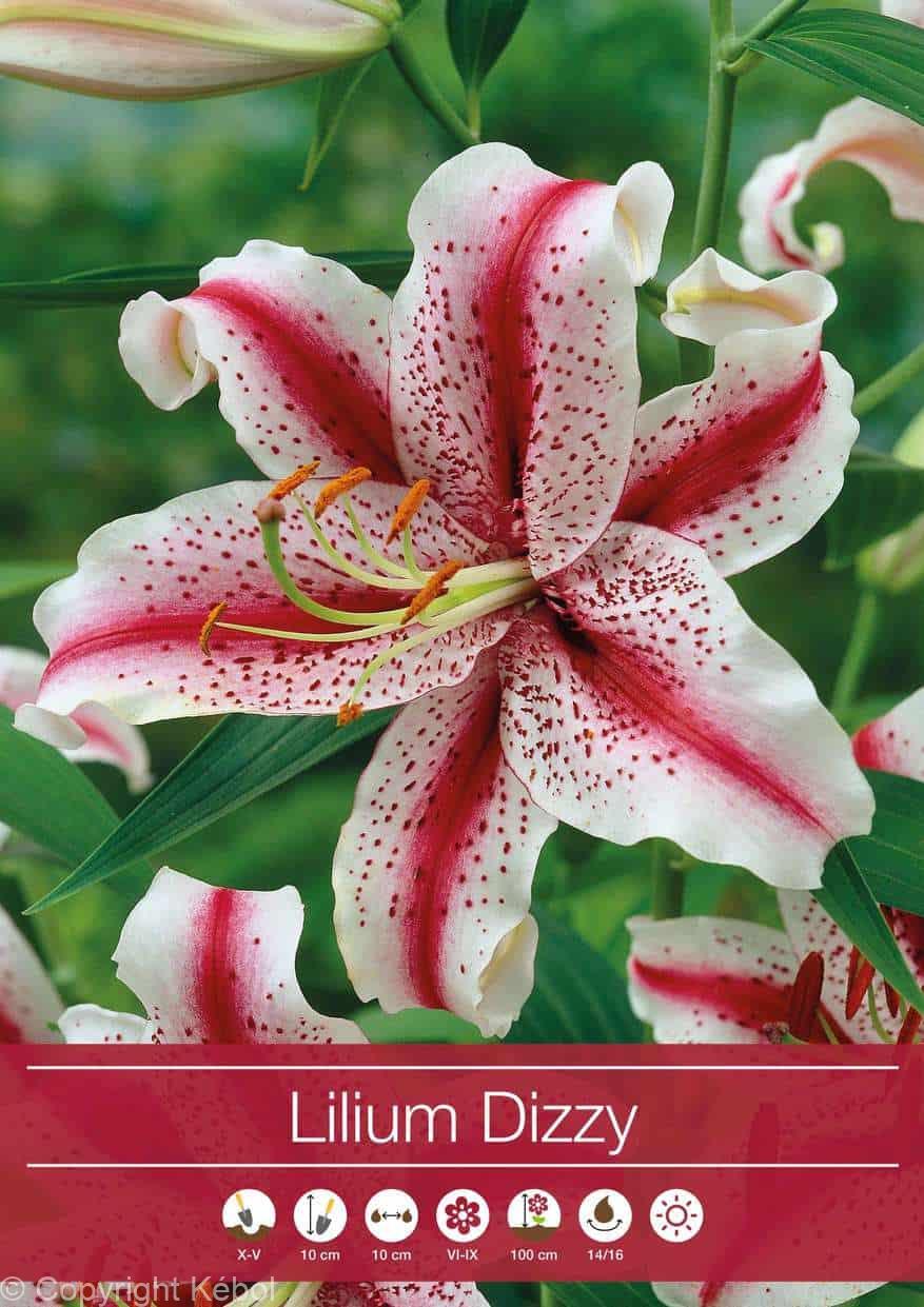 Lilium Dizzy