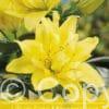 Lilium Fata Morgana (As)