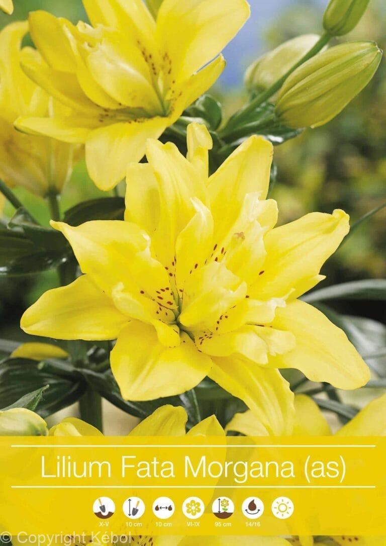 Lilium Fata Morgana (As)