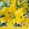 Lilium Goldwing