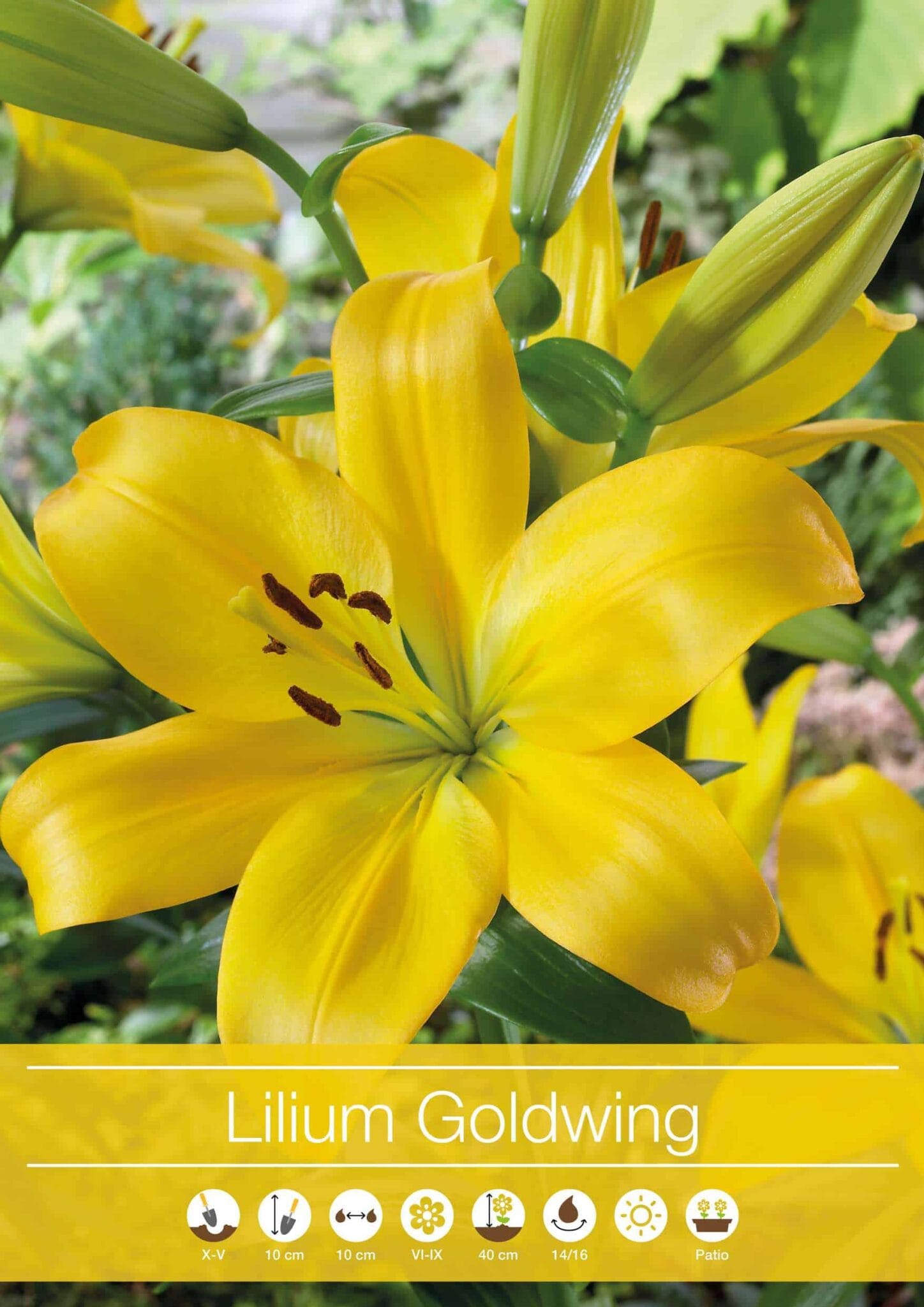 Lilium Goldwing