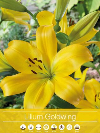 Lilium Goldwing
