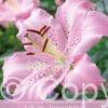 Lilium Josephine