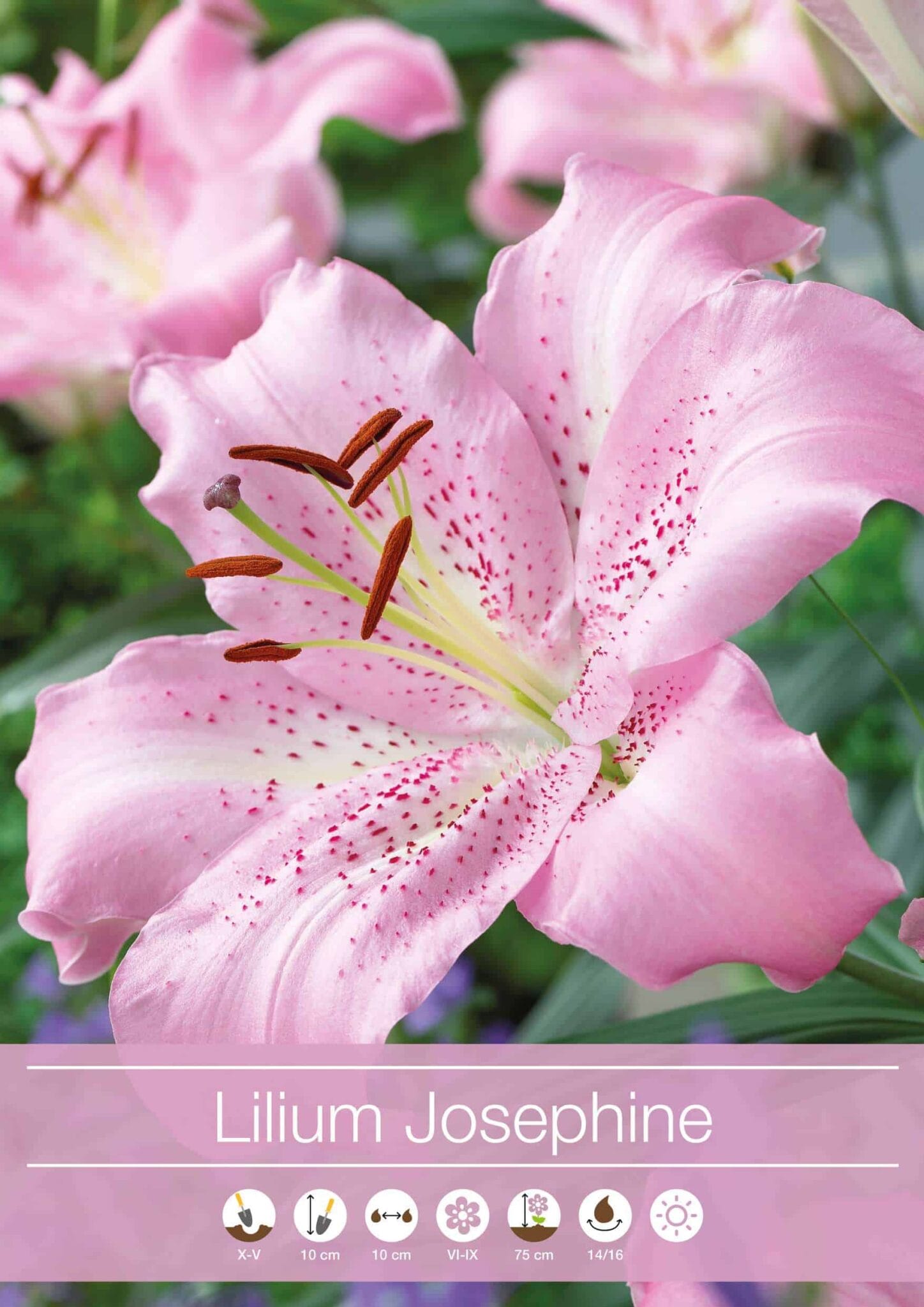 Lilium Josephine