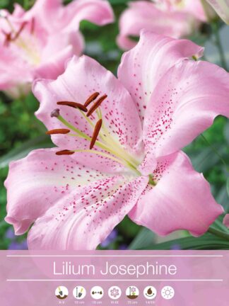 Lilium Josephine
