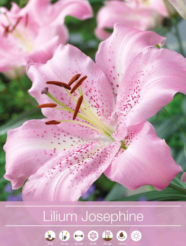 Lilium Josephine