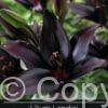 Lilium Landini