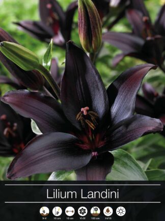 Lilium Landini