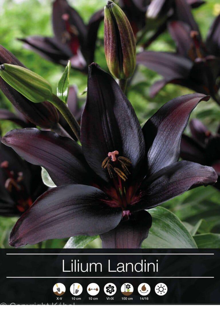 Lilium Landini