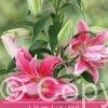 Lilium Lulu (Or)