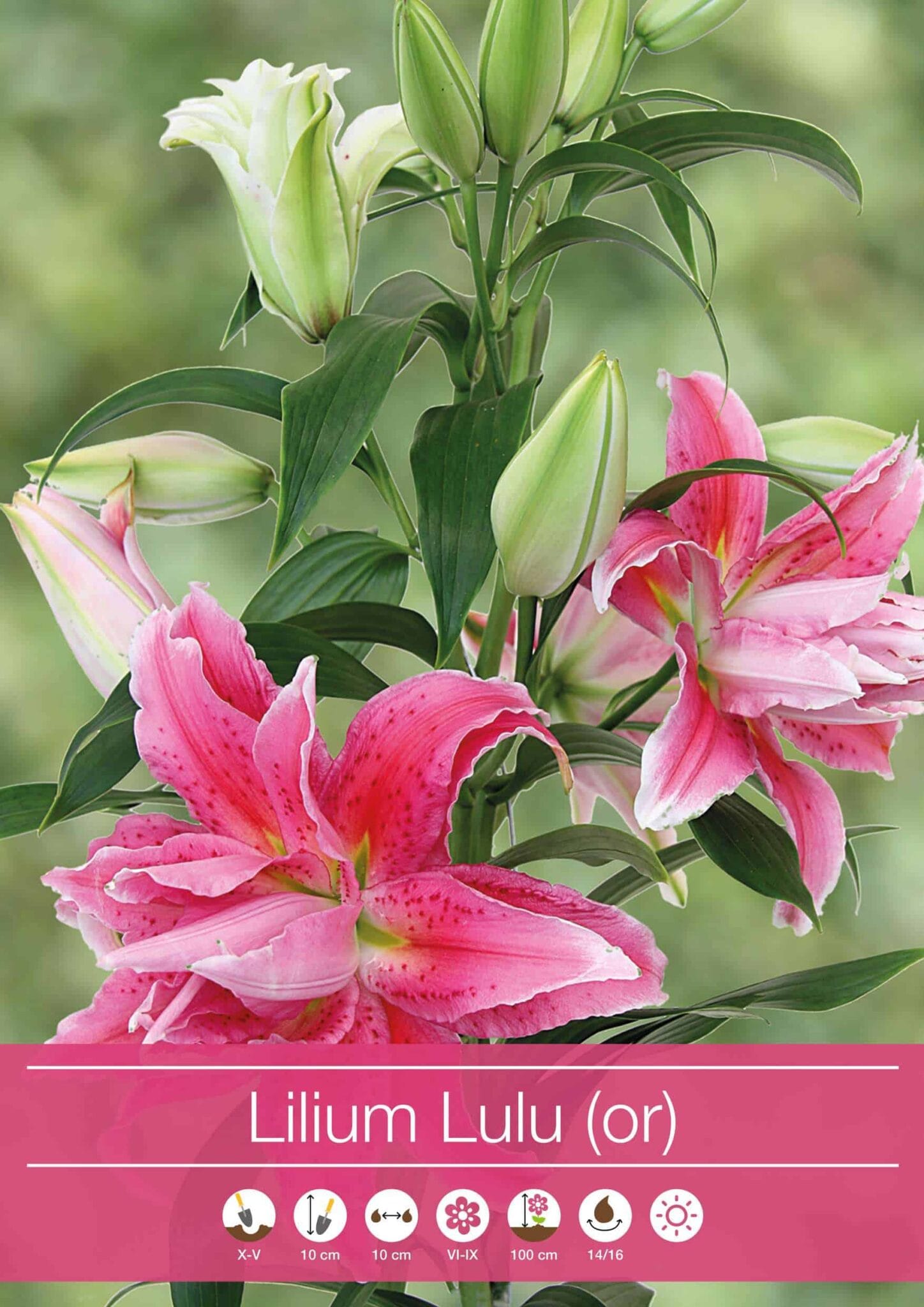 Lilium Lulu (Or)