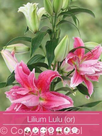 Lilium Lulu (Or)