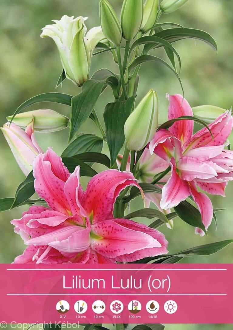 Lilium Lulu (Or)