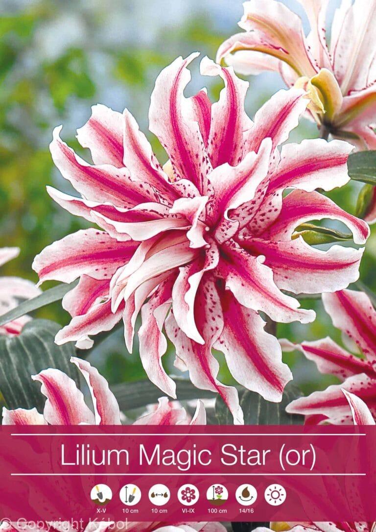 Lilium Magic Star (Or)