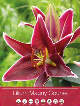 Lilium Magny Course