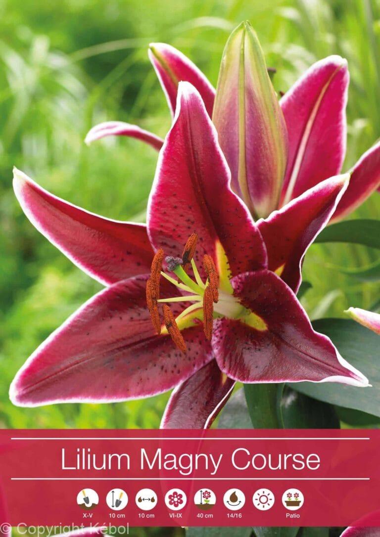 Lilium Magny Course