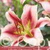 Lilium Olympic Torch