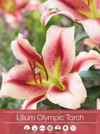 Lilium Olympic Torch