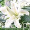 Lilium Polar Star (Or)