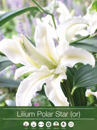 Lilium Polar Star (Or)