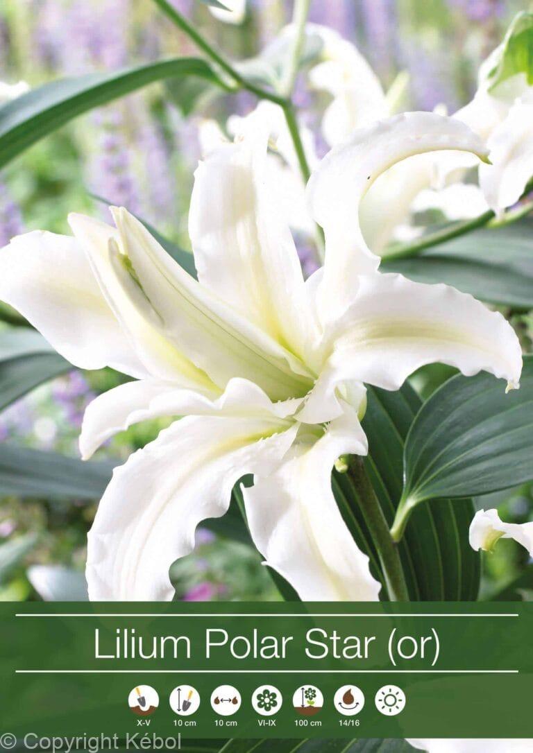 Lilium Polar Star (Or)