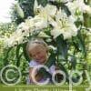 Lilium Pretty Woman