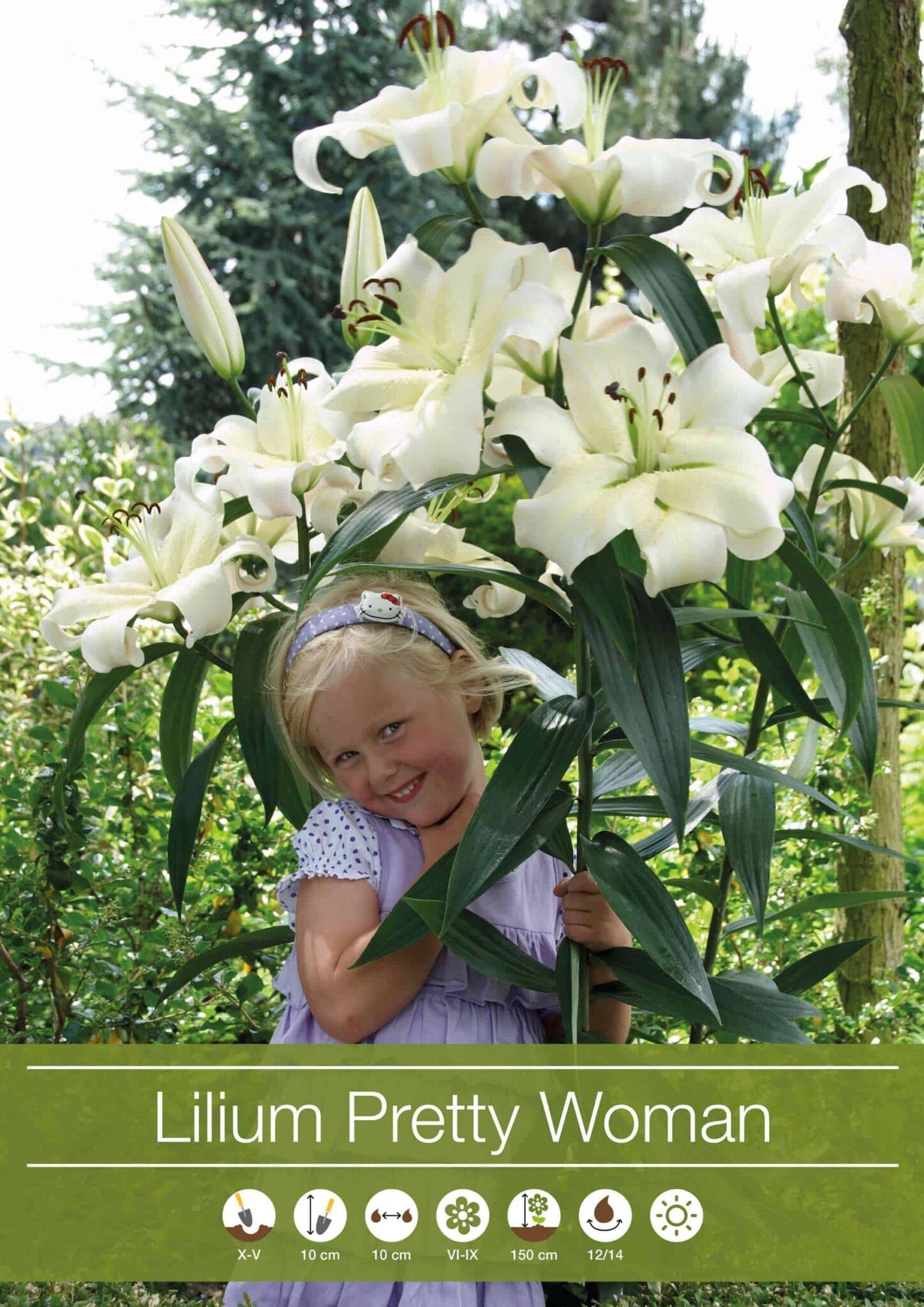 Lilium Pretty Woman
