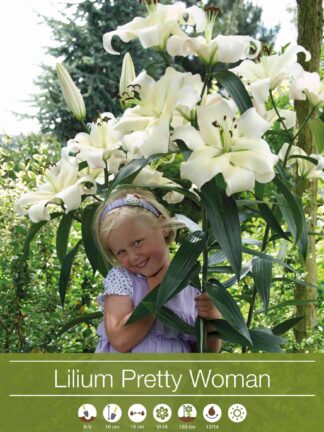 Lilium Pretty Woman