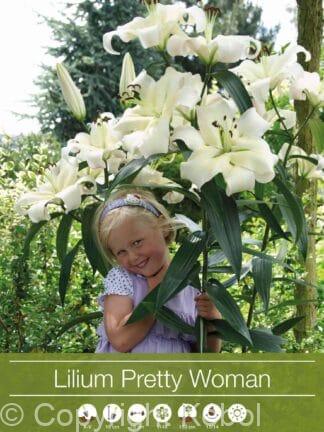 Lilium Pretty Woman