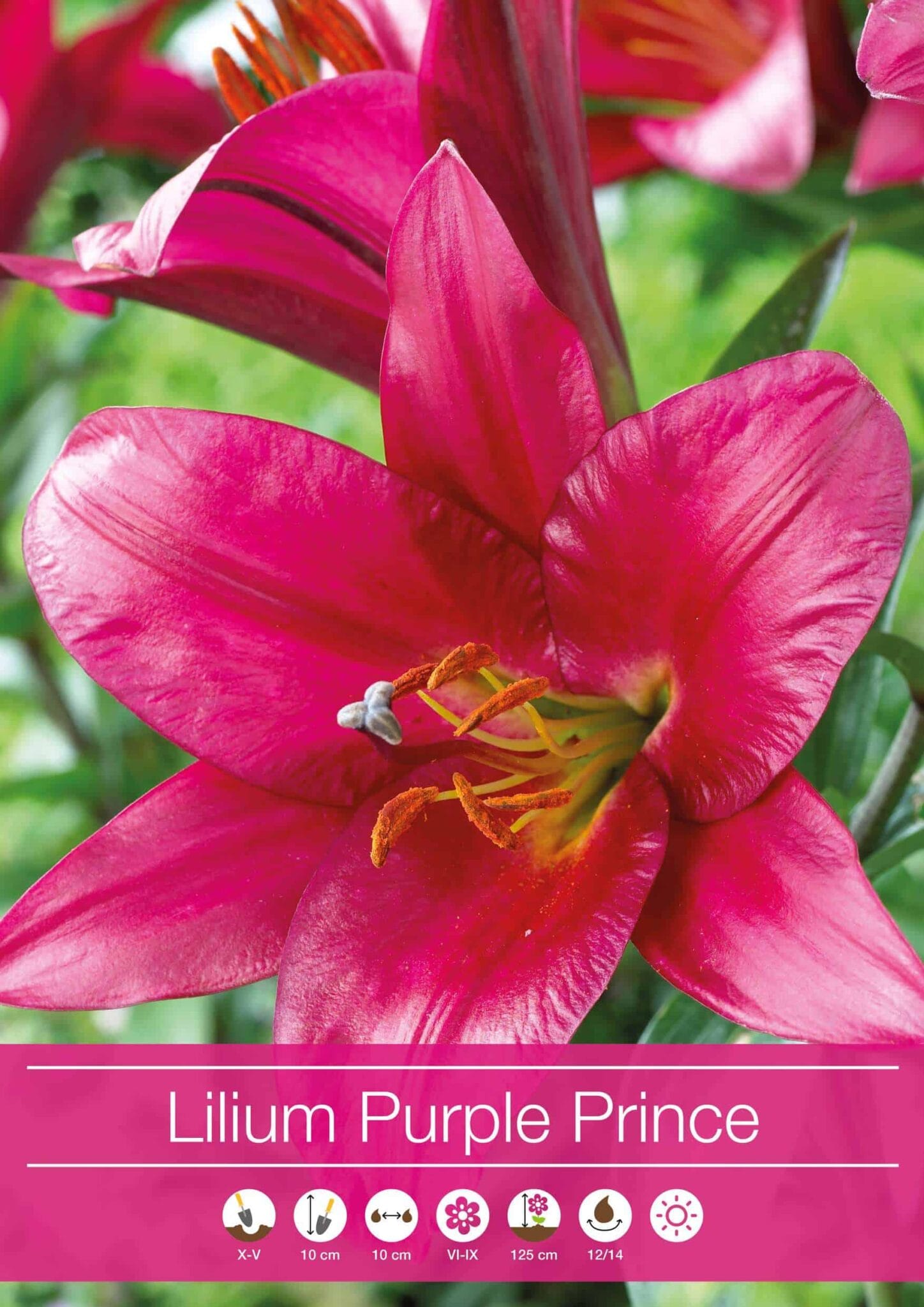 Lilium Purple Prince