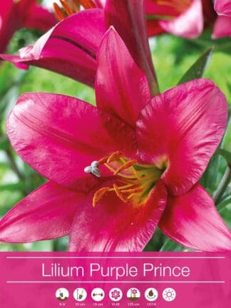 Lilium Purple Prince